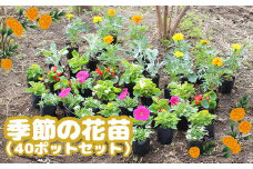 【先行予約】季節の花苗（40ポットセット）｜季節の花苗 40ポット セット 花苗 花 お花 はな オンライン 申請 ふるさと納税 北海道 恵庭 ガーデニング フラワー 寄せ植え ベゴニア マリーゴールド ペチュニア 季節の花 花の苗 flower 季節 苗 庭 旬の花【780001】