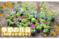 【先行予約】季節の花苗（40ポットセット）