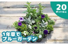 【先行予約】1年草でブルーガーデン（20ポット以上）｜1年草 一年草 ブルー ブルーガーデン 青 紫 20ポット セット 花苗 花の苗 花 お花 オンライン 申請 ふるさと納税 北海道 恵庭 ガーデニング 初心者 ベゴニア ペチュニア アリッサム 寄せ植え flower 苗 庭 植物【780005】
