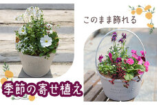 【先行予約】このまま飾れる　季節の寄せ植え｜季節の寄せ植え 寄せ植え お花 花 ガーデニング 花苗 花の苗 オンライン 申請 ふるさと納税 北海道 恵庭 季節の花 旬 ベゴニア ペチュニア アリッサム ジニア サルビア リーフ flower 季節 庭 屋外 園芸 植物【780006】