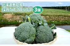 北海道恵庭産 採れたて ブロッコリー 3個 900g前後 数量限定 万能野菜 ベジタブル オンライン 申請 ふるさと納税 北海道 恵庭 ぶろっこりー 甘い 栄養満点 野菜 鮮度抜群 新鮮 お弁当 おかず 恵庭市【800009】