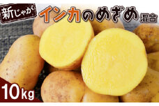 新じゃが インカのめざめ サイズ混合 10kg 芋 いも お芋 おいも オンライン 申請 ふるさと納税 北海道 恵庭 インカ じゃがいも ジャガイモ 甘い 濃厚 フライドポテト じゃがバター ポテトサラダ 根菜 野菜 恵庭市【83000801】