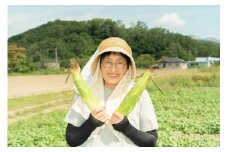 [5525-0496] 北海道 朝もぎ とうもろこし 恵味 L-LL サイズ 10本 スイートコーン ゴールドコーン めぐみ トウモロコシ とうきび コーン 旬 完熟 野菜 甘い 産地直送 お取り寄せ 北海道産