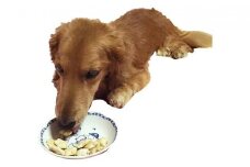 [5525-0864]【手作り】 犬のクッキー 紫いも 3袋セット 犬のおやつ ペット 北海道 伊達市 【農福連携】