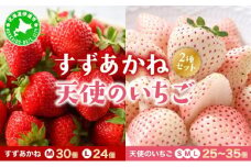 [5525-0948]2025年 発送 先行 予約 北海道 伊達市 すずあかね と 天使 の いちご セット 25～35個入り 苺 イチゴ スイーツ デザート 果物 甘い 赤 白 鮮やか 新鮮 ケーキ お菓子作り 希少 