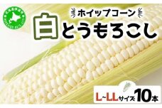 [5525-1001] 北海道 朝もぎ ホワイト とうもろこし L-LL サイズ 10本 ホイップコーン スイートコーン 白色 トウモロコシ 白い とうきび コーン 旬 完熟 野菜 甘い 産地直送 お取り寄せ