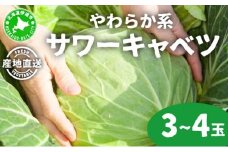 やわらか系サワーキャベツ 3～4玉