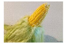 【2023年8月下旬発送開始】【訳あり】 トウモロコシ おひさまコーン サニーショコラ 野菜 とうもろこし コーン 北海道 北広島市
