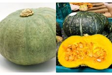 【2023年10月下旬発送開始】かぼちゃ食べ比べ (みやこ・雪化粧) 2玉 約3kg  かぼちゃ カボチャ 食べ比べ みやこ 雪化粧 野菜 北海道 北広島市 