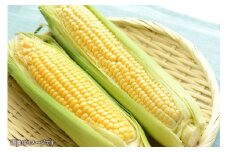 【2023年9月下旬発送開始】【おまかせ】トウモロコシ おひさまコーン サニーショコラ 野菜 とうもろこし コーン 北海道 北広島市