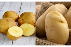 じゃがいも食べ比べ  約10kg 【2024年9月上旬～2025年1月下旬発送】 じゃがいも ジャガイモ メークイン 食べ比べ 野菜 北海道 北広島市 