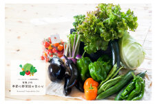 【有機JAS認定】【5ヶ月隔月定期便】 季節の野菜詰め合わせ ～有機野菜セットA～ 10種類～12種類 季節 野菜 野菜セット 有機野菜 有機 詰め合わせ セット