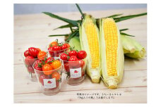 きたいろトマト 800g 朝もぎトウキビ 8本 セット 【2025年8月上旬～9月上旬迄発送予定】 トマト とうもろこし トウモロコシ 野菜 朝採れ オーガニック