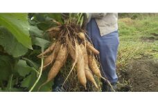 北海道生ヤーコン3kg【2025年10月上旬より順次発送予定】 ヤーコン 野菜 根菜 オリゴ糖 北海道 北広島市