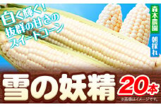 [1.4-78]【2025年先行予約】森本農園 とうもろこし「雪の妖精」20本セット | とうもろこし トウモロコシ 北海道とうもろこし ホワイトとうもろこし 朝採れとうもろこし  st-p