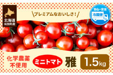 [1-267]　北海道当別町産化学農薬不使用ミニトマト：雅1.5kg st-p