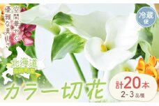 [1-285] カラー 切花 20本（2～3品種）四季農場《8月上旬-10月末頃出荷》北海道 当別町 花 お花 はな カラー 切り花 冷蔵便 北海道産 当別町産 インテリア