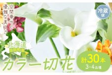 [1.5-286] カラー 切花 30本（3～4品種）四季農場《8月上旬-10月末頃出荷》北海道 当別町 花 お花 はな カラー 切り花 冷蔵便 北海道産 当別町産 インテリア