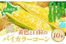 [1.12-358]【2025年先行予約】照之家商店 鮮度抜群 とうもろこし「黄色と白粒のバイカラーコーン」10本| とうもろこし トウモロコシ 北海道とうもろこし 朝採れとうもろこし 産地直送とうもろこし 北海道産とうもろこし st-p