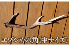 福島町産　エゾシカの角（中サイズ） ふるさと納税 人気 おすすめ ランキング エゾシカ えぞ鹿 蝦夷しか 蝦夷鹿 角 中 鹿角 用途自在 天然 素材 オブジェ アクセサリー 贈答 贈り物 ギフト プレゼント 北海道 福島町 送料無料 FKB007