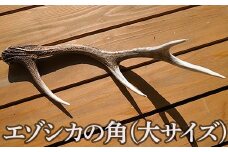 エゾシカの角（大サイズ）１本 ふるさと納税 人気 おすすめ ランキング エゾシカ えぞ鹿 蝦夷しか 蝦夷鹿 角 大 鹿角 用途自在 天然 素材 オブジェ アクセサリー 贈答 贈り物 ギフト プレゼント 北海道 福島町 送料無料 FKB008