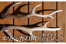 エゾシカの角（中サイズ、左右セット） ふるさと納税 人気 おすすめ ランキング エゾシカ えぞ鹿 蝦夷しか 蝦夷鹿 角 中 鹿角 用途自在 左右 天然 オブジェ アクセサリー 贈答 贈り物 ギフト プレゼント 北海道 福島町 送料無料 FKB009