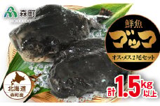 北海道森町産鮮魚「ゴッコ（布袋魚）」オスメス 2尾セット （25年1月中旬以降出荷） 森町 ゴッコ 布袋魚 ごっこ 魚 ホテイウオ 海産物 魚介類 汁物 鍋 ふるさと納税 北海道 mr1-0003
