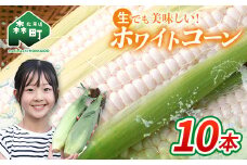 【先行予約】10本 白い とうもろこし ホワイトコーン L～2L（2025年7月下旬～9月中旬までに順次発送） 北海道産 森町産 トウモロコシ とうきび トウキビ 唐黍 野菜 やさい たっぷり 甘い 朝もぎ 期間限定 ふるさと納税 mr1-0871