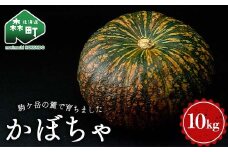【先行予約】かぼちゃ（ケント）10kg（5～7玉入）　北海道森町産（2025年11月上旬以降順次発送） カボチャ 南瓜 野菜 根菜 煮物 食材 スープ サラダ かぼちゃプリン 天ぷら 北海道 森町 ふるさと納税 mr1-0940
