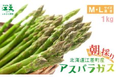 【夏芽順次収穫中】2025年 北海道江差町産 アスパラガス【M～Lサイズ】 1kg　30～40本　朝採り　農家直送　新鮮　鮮度保持　北海道　旬野菜　グリーンアスパラ　アスパラ　ギフト　贈答