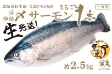 ＼早期予約・2026年4～5月限定出荷／生発送！【1本まるごと】活〆・神経〆 北海道産 サーモン 約2.5kg  1尾　生食用　漁師直送　冷蔵便　日本海 かもめ島海面養殖　純国産 ブランドサーモン『江さしっ子 繁虎』　衝撃の口どけ　とろける脂　生食可　冷凍　トラウトサーモン　刺身　サーモンステーキ　カルパッチョ　海鮮　鮭　さけ　シャケ　しゃけ　さーもん