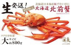 ＼早期予約・2026年3～4月限定出荷／生発送！【大】『北海道北前蟹』タグ付き特選 約800g（冷蔵）　年にひと月だけの期間限定「生」出荷　北海道日本海産紅ずわいがに　カニかご漁師直販　厳格な鮮度管理　新鮮　甘くてジューシー　活カニ　生蟹　かに刺し　焼き蟹　蒸し蟹　かにみそ　かにしゃぶ　かに鍋　国産ベニズワイ