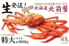 ＼早期予約・2026年3～4月限定出荷／生発送！【特大】『北海道北前蟹』タグ付き特選 約900g（冷蔵）　年にひと月だけの期間限定「生」出荷　北海道日本海産紅ずわいがに　カニかご漁師直販　厳格な鮮度管理　新鮮　甘くてジューシー　活カニ　生蟹　かに刺し　焼き蟹　蒸し蟹　かにみそ　かにしゃぶ　かに鍋　国産ベニズワイ