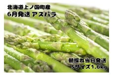 【2026年6月発送】寅福菜園の朝採り6月限定アスパラ　S（1.6㎏）　グリーンアスパラ　朝採れ　農家直送　新鮮　ジューシー　特産品　北海道産