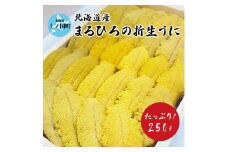 【2025年発送】まるひろ橘水産の折生うに（約250g）　雲丹　ウニ　キタムラサキウニ　人気商品