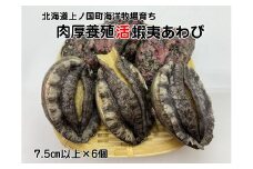 海洋牧場育ち養殖活蝦夷あわび（7.5㎝以上×6個）　活アワビ　鮑　海鮮　産地直送　魚介類　海の幸　おせち　エゾアワビ　冷蔵　アワビ　BBQ　バーベキュー　蝦夷鮑