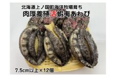 海洋牧場育ち養殖活蝦夷あわび（7.5㎝以上×12個）　活アワビ　鮑　海鮮　産地直送　魚介類　海の幸　おせち　エゾアワビ　冷蔵　アワビ　BBQ　バーベキュー　蝦夷鮑