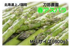 【2026年春発送】刀祢農園の朝採り春アスパラ　M～L（800g）　グリーンアスパラ　朝採れ　農家直送　新鮮　甘い　春野菜　旬野菜　特産品　北海道産