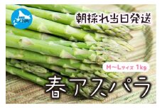 【2026年春発送】北海道上ノ国町産 わかさ農園の春アスパラ　M～L（1㎏）北海道産　朝採れ　農家町送　グリーンアスパラ　春野菜　アスパラ　甘い　特産品