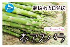 【2026年春発送】北海道上ノ国町産 わかさ農園の春アスパラ　L～2L（1㎏）北海道産　朝採れ　農家町送　グリーンアスパラ　春野菜　アスパラ　甘い　特産品