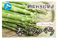 【2026年春発送】北海道上ノ国町産 わかさ農園の春アスパラ　L～2L（2㎏）北海道産　朝採れ　農家町送　グリーンアスパラ　春野菜　アスパラ　甘い　特産品
