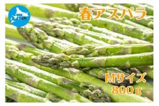 【2026年春発送】北海道上ノ国町産 寅福菜園の春アスパラM（800g）北海道産　朝採れ　農家町送　グリーンアスパラ　春野菜　アスパラ　甘い　特産品