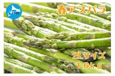 【2026年春発送】北海道上ノ国町産 寅福菜園の春アスパラ　2L（1.6㎏）北海道産　朝採れ　農家町送　グリーンアスパラ　春野菜　アスパラ　甘い　特産品