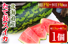 【2025年8月下旬より発送】北海道厚沢部産 たて長スイカ1個 約5.5kg～約7kg（8月下旬から9月下旬の間に発送）  【 ふるさと納税 人気 おすすめ ランキング スイカ すいか 西瓜 おいしい 甘い 北海道 厚沢部 送料無料 】 ASO026