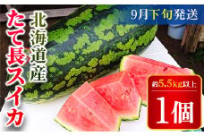 北海道厚沢部産 たて長スイカ1個 約5.5kg～約7kg（9月下旬からの発送） ふるさと納税 人気 おすすめ ランキング スイカ すいか 西瓜 おいしい 甘い 北海道 厚沢部 送料無料 ASO028