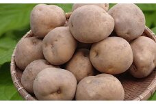 【2025年9月下旬より発送】キタカムイ１０ｋｇ　厚沢部産　【Mサイズ】 【 ふるさと納税 人気 おすすめ ランキング じゃがいも ジャガイモ キタカムイ 野菜 肉じゃが カレー コロッケ 煮物 フライドポテト ポテトチップス 甘い おいしい 北海道 厚沢部 送料無料 】 ASO033