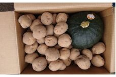 【2025年9月下旬より発送】栗かぼちゃ１個とキタアカリのセット　約10ｋｇ【Ｍサイズ】 【 ふるさと納税 人気 おすすめ ランキング 野菜 セット かぼちゃ カボチャ 南瓜 じゃがいも ジャガイモ キタアカリ 北海道 厚沢部 送料無料 】 ASO043