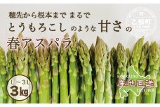 ＜北海道産 春採れグリーンアスパラ 3㎏＞ 甘さ広がる春の味覚！ 北海道 北海道産 国産 産地直送 乙部町 旬 新鮮 採れたて 農家直送 あすぱら アスパラガス 野菜 冷蔵配送 L以上 お取り寄せ 送料無料