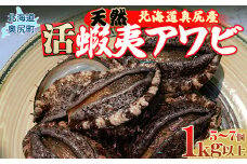 【2025年10月下旬以降発送】奥尻産天然アワビ１kg以上 【 ふるさと納税 人気 おすすめ ランキング あわび アワビ 鮑 貝 天然 魚介 蝦夷アワビ 新鮮 活あわび 活アワビ 北海道 奥尻町 送料無料 】 OKUF013