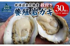【先行予約 2025年7月20日より発送】奥尻島産養殖岩ガキ【Mサイズ】殻付き　30個入り（加熱食用）～豊かな海が育てた海の宝石～ 【 ふるさと納税 人気 おすすめ ランキング 岩ガキ 牡蠣 かき カキ 蒸しガキ カキフライ バター焼き 鍋 北海道 奥尻町 送料無料 】 OKUY003